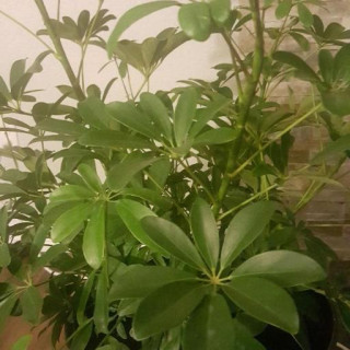 Heptapleurum arboricola