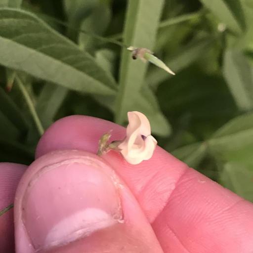 Strophostyles leiosperma other