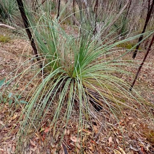 Xanthorrhoea semiplana other