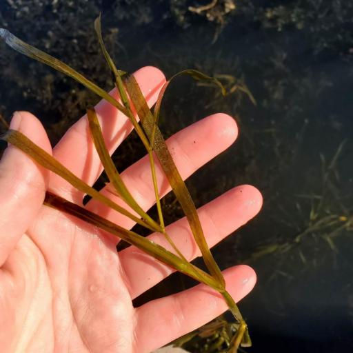 Potamogeton zosteriformis — search result for 'Potamogeton'