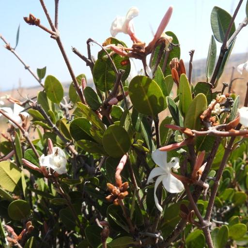 Ancylobothrys capensis other