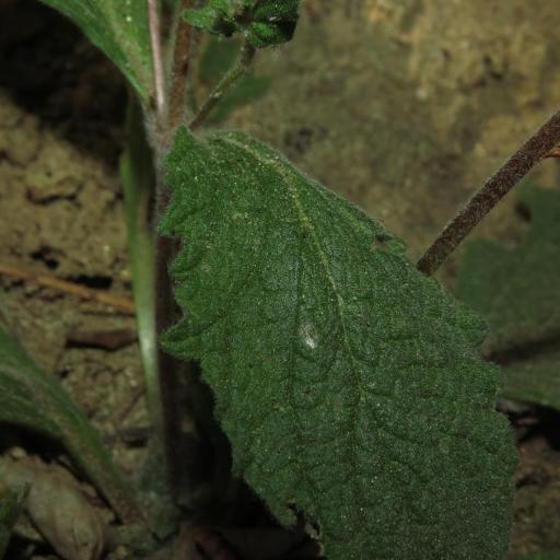 Calceolaria corymbosa other