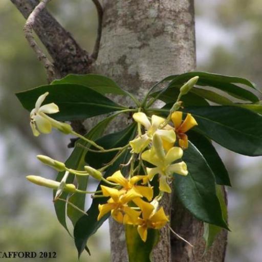 Hymenosporum flavum other