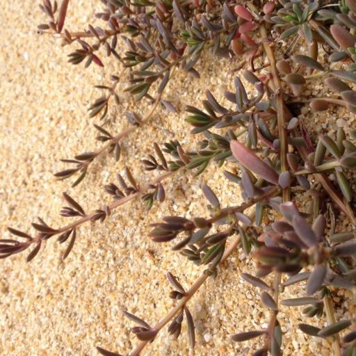 Suaeda novae-zelandiae — search result for 'Suaeda'