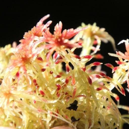 Sphagnum russowii — houseplant care guide