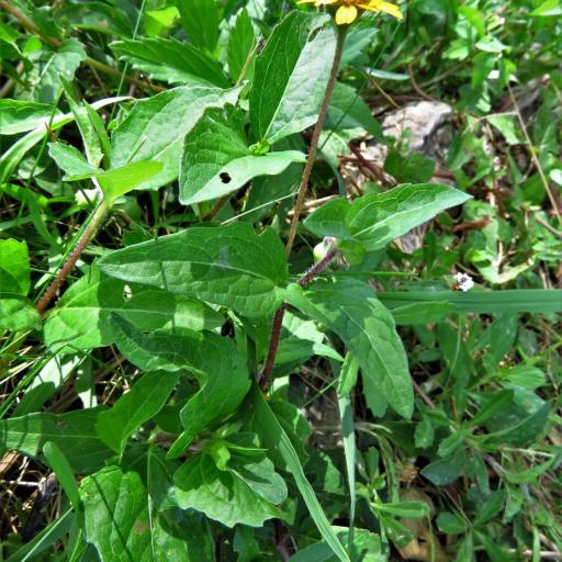 Acmella repens other