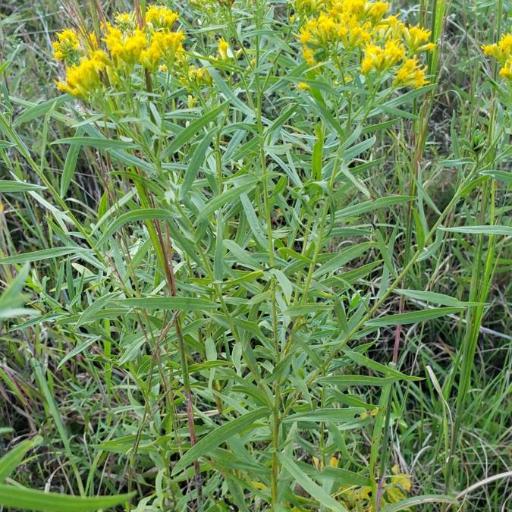 Euthamia leptocephala other