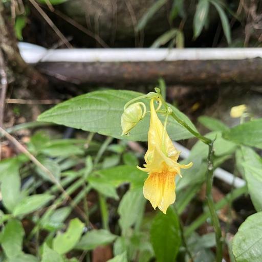 Impatiens hongkongensis — search result for 'Hong Kong'