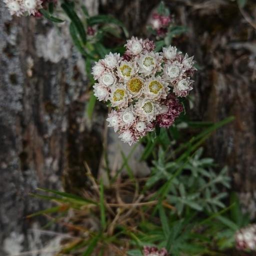 Anaphalis morrisonicola — search result for 'Anaphalis'