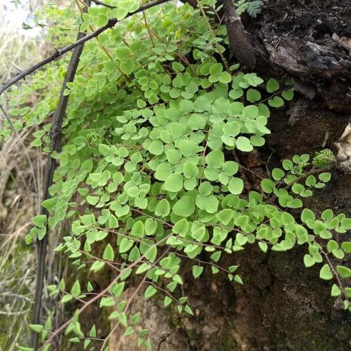 Pellaea cordifolia — search result for 'Pellaea'