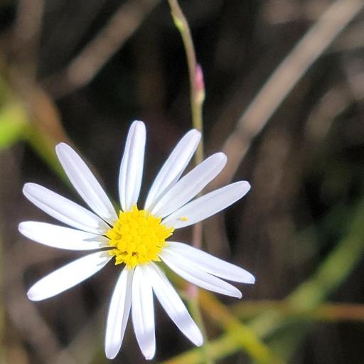 Symphyotrichum tenuifolium other