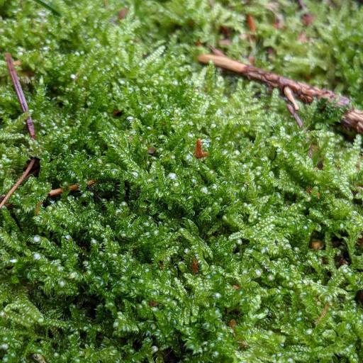 Hypnum jutlandicum other