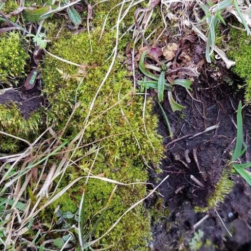 Weissia controversa other