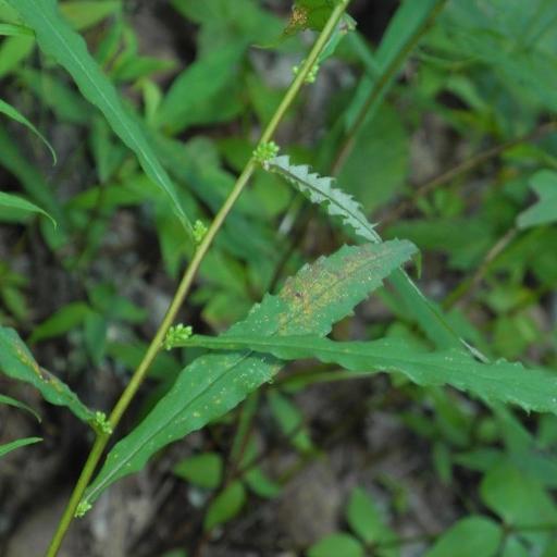 Solidago curtisii other
