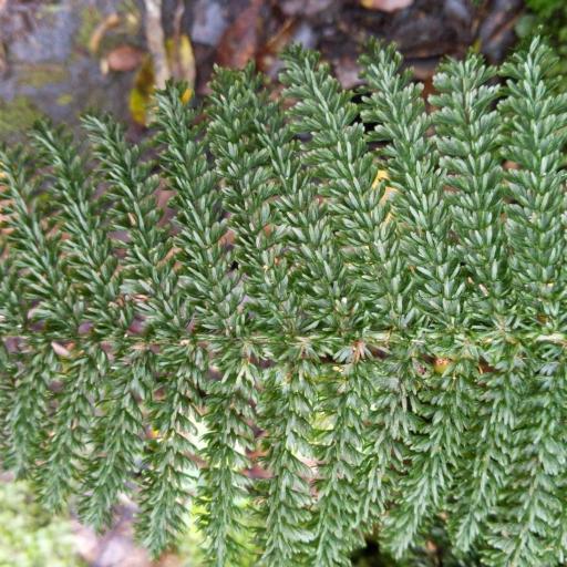 Leptopteris superba — search result for 'Southern New South Wales'