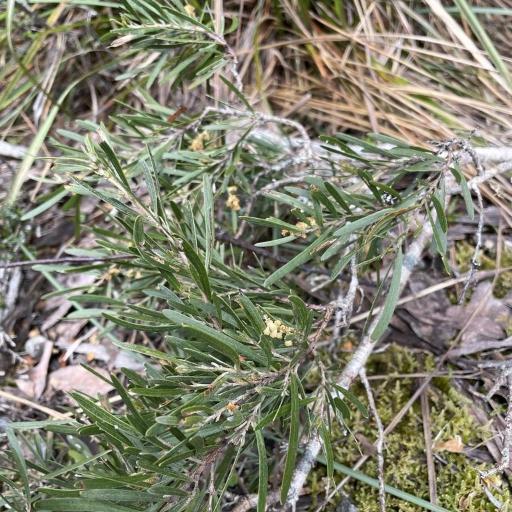 Acacia mucronata other