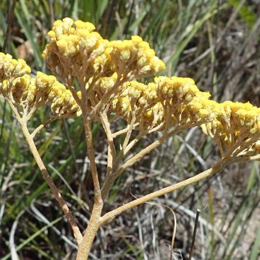 Helichrysum nudifolium other