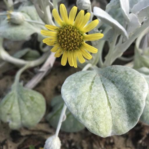 Arctotheca populifolia other