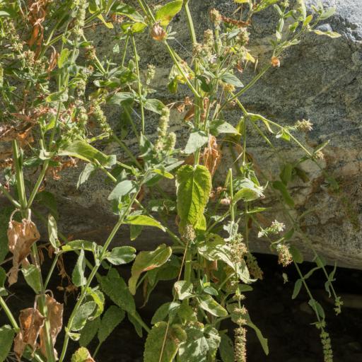 Stachys albens other
