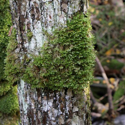 Neckera pennata — houseplant care guide