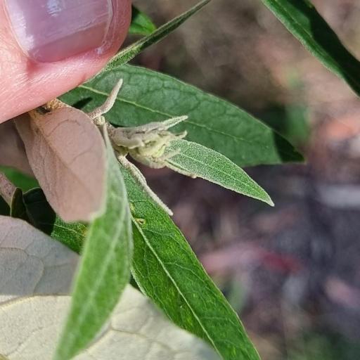 Astrotricha latifolia other