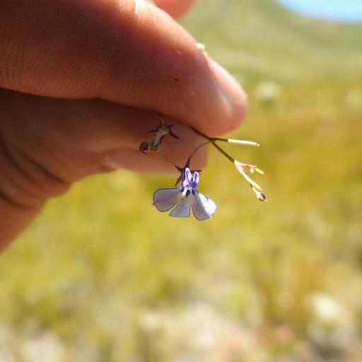 Lobelia setacea — houseplant care guide