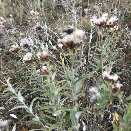 Saussurea salicifolia — houseplant care guide