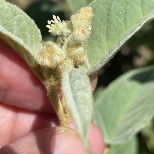 Croton lindheimeri other