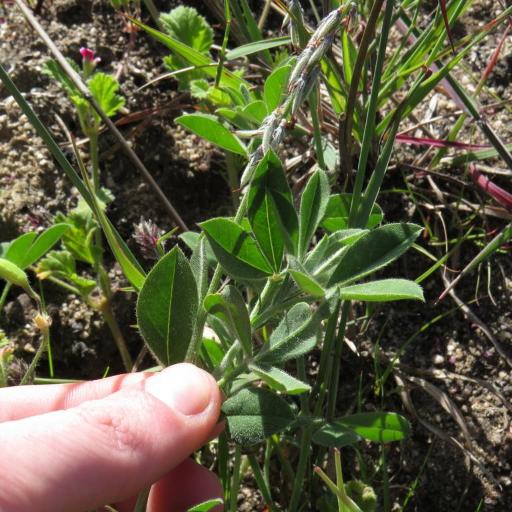 Indigofera incana — houseplant care guide