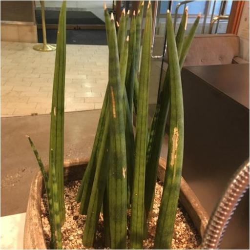 Dracaena angolensis other