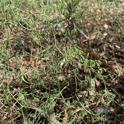 Asparagus declinatus — houseplant care guide