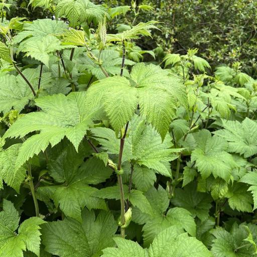 Filipendula camtschatica other