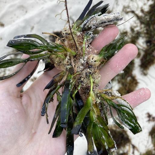 Amphibolis antarctica other