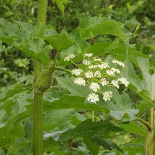 Heracleum dissectum other