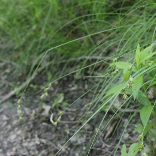 Carex projecta — houseplant care guide