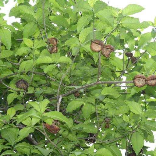 Tabernaemontana tomentosa other