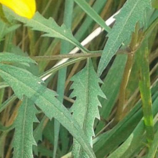 Bidens polylepis other