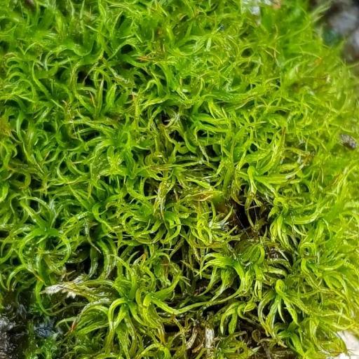 Tortella tortuosa — houseplant care guide