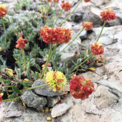 Eriogonum rosense other