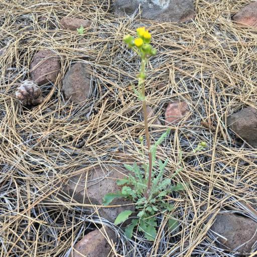 Packera quercetorum — houseplant care guide