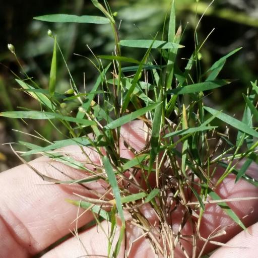 Dichanthelium dichotomum