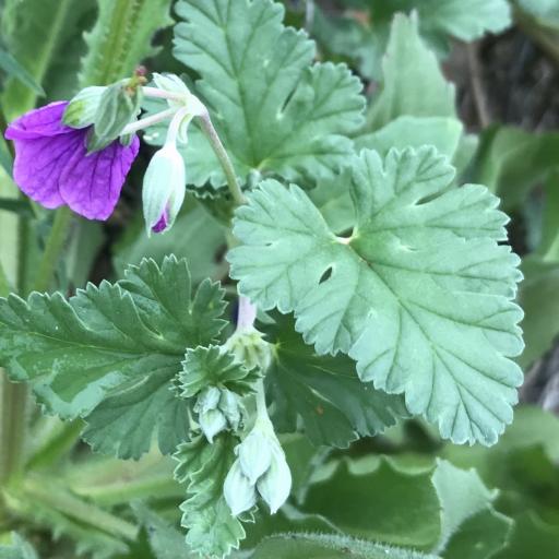 Erodium texanum — search result for 'Erodium'