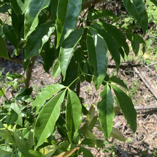 Melicope pteleifolia — houseplant care guide