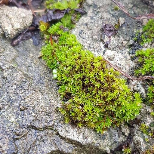 Barbula unguiculata other