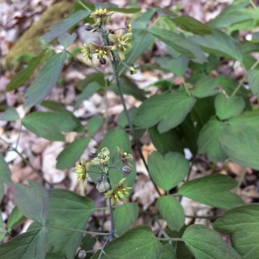 Caulophyllum giganteum other
