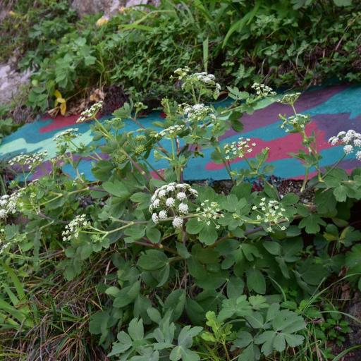 Peucedanum japonicum other