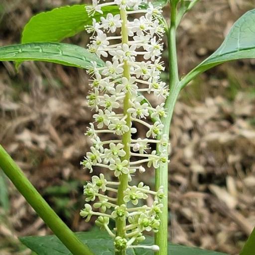 Phytolacca japonica other