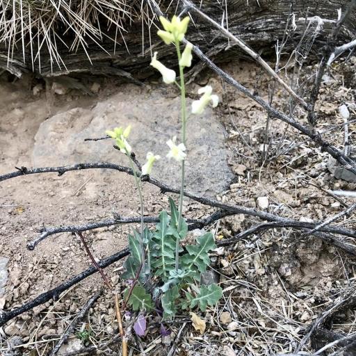 Streptanthus carinatus other