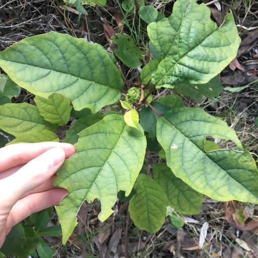 Clerodendrum floribundum other