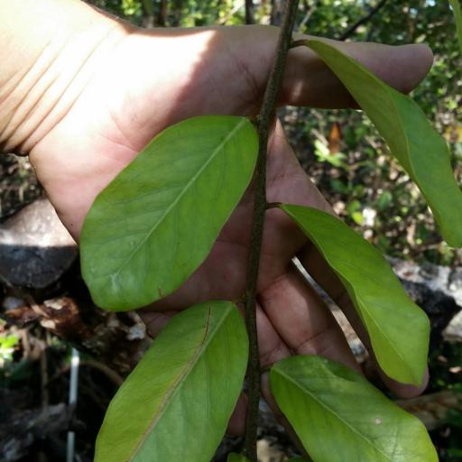 Morisonia flexuosa other